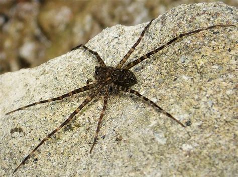 Fishing Spider (Dolomedes spp.) .